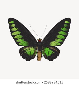 Illustration of a butterfly with vibrant green and black wings. The butterfly's detailed wings showcase a beautiful green pattern. Green butterfly on a white background. Vintage animal vector.