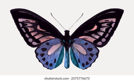 Illustration of a butterfly with vibrant wings. The butterfly features purple and blue patterns. A striking butterfly with detailed, colorful wings. Vintage animal illustration isolated, vector.