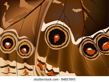 ilustración con fondo de ala de mariposa