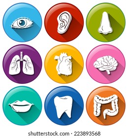 Illustration of the buttons with the different body parts on a white background  
