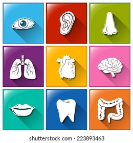 Illustration of the buttons with the different organs on a white background 