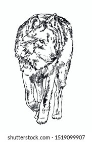Illustration by hand of a wolf, predator, beast, dog animals, black and white colors, seamless background vector