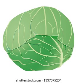 Illustration Cabbage Stock Vector (Royalty Free) 1337075234 | Shutterstock