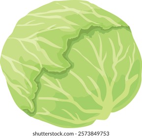 It is an illustration of the cabbage.