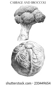 illustration with  cabbage  and  brocoli  (hand draw)