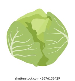 Illustration Cabbage. Colored, cartoon. Vector, isolated on white background