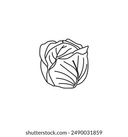 Illustration cabbage line sketch simple minimalist design with blank background