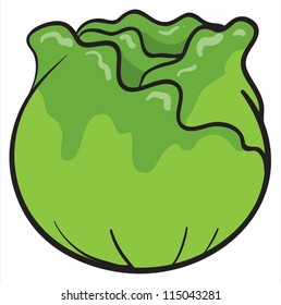 illustration of a cabbage on a white background