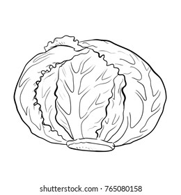 Illustration Cabbage, Vegetable engraved style illustration. Isolated Cabbage on white background. Detailed vegetarian food drawing. Farm market product-Vector Hand drawn Illustration.