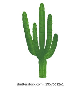 Illustration of the cactus