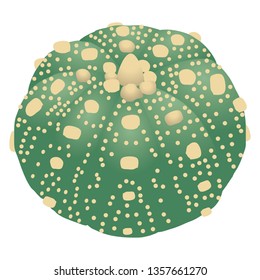 Illustration of the cactus