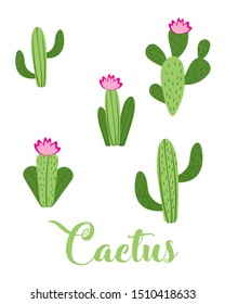 
illustration of a cactus