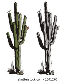 Illustration of a cactus.