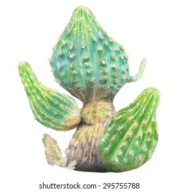 Illustration of cactus by colored pencils