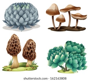 Illustration of cactus and mushrooms on a white background