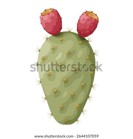 Illustration of cactus or opuntia fruit, also called prickly pear, isolated on white background.