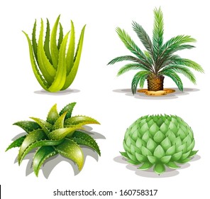 Illustration of the cactus plants on a white background