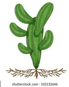 Illustration of cactus with roots