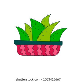 Illustration of cactus. Vector. Cacti illustration
