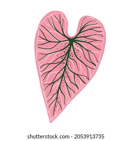 Illustration of Caladium leaf isolated on white. Hand drawn tropical leaf