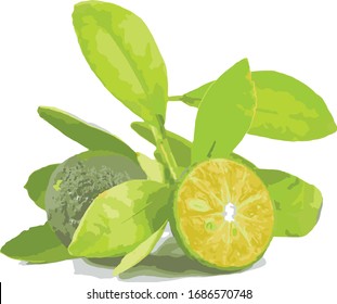 Illustration of Calamansi on white background