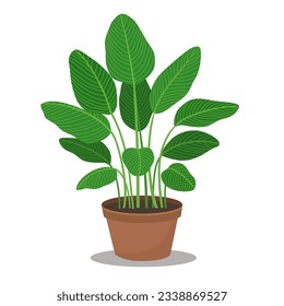 Illustration of Calathea Lutea plant. Vector plat with flat style.