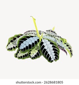 Illustration of a Calathea plant with broad, patterned leaves. The Calathea's leaves are green with dark patterns, showcasing the plant's unique foliage. Vintage flower illustration vector.