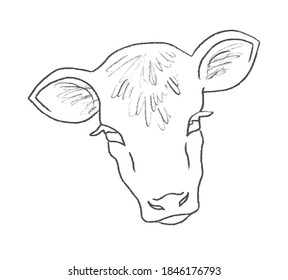 Illustration of calf face hand drawn on white background with black pencil / cow head