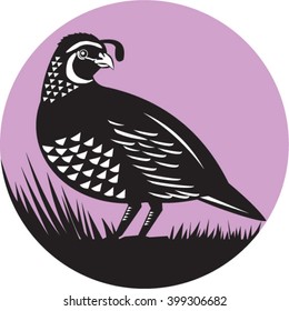 Illustration of a California valley quail bird looking to side set inside circle done in retro style. 