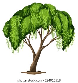 Illustration of a Californian pepper tree on a white background    