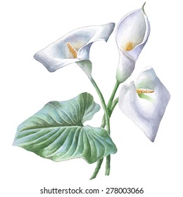 Illustration with calla. Watercolor. Vector. Hand drawn.