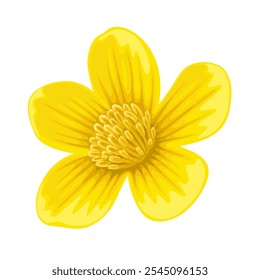 Illustration of Caltha palustris flower, known as marsh-marigold and kingcup, isolated on white background.