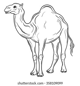 Illustration "Camel" was created in black and white colors.  Painted image is isolated on white background. 