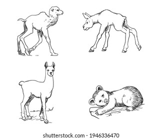 Illustration of camel, llama cria, Moose calf, and beer