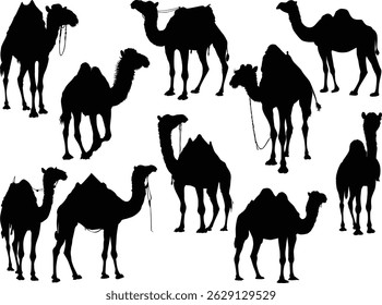ilustração com silhuetas de camelo isoladas sobre fundo branco