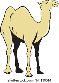 Illustration of a camel viewed from the side set on isolated white background done in cartoon style. 