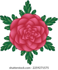 Illustration of Camelia flower are blooming on green leaves background.