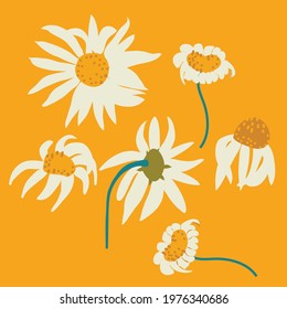 illustration with camomile, vector design for paper, fabic and other surface
