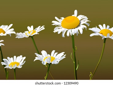 illustration of camomiles
