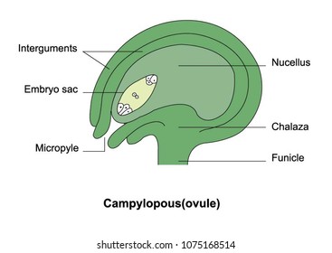 Illustration of Campylopous(ovule)