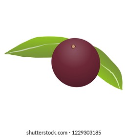 Illustration of the camucamu