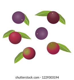 Illustration of the camucamu