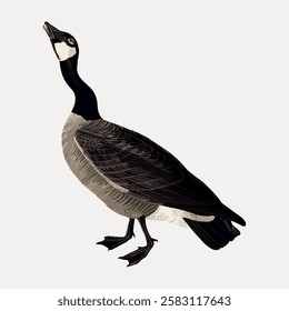 Illustration of a Canada goose with black neck, white cheeks, and brown body. The Canada goose stands upright. Canada goose depicted in a side view. Vintage bird illustration vector.