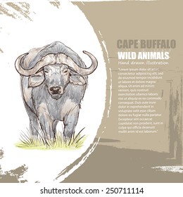 illustration of cape buffalo. wild animals background.