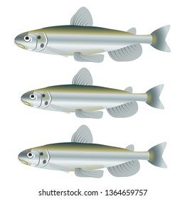 Illustration of the capelin