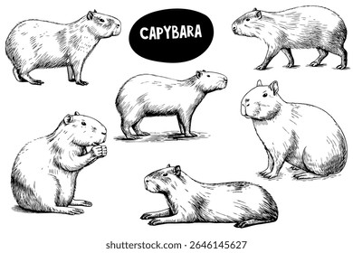 Illustration of capybaras in various poses. The animals are depicted in a black and white sketch style, showcasing their distinct features and behaviors.
