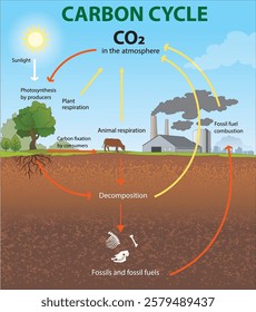 illustration of carbon cycle diagram - vector