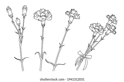 Illustration of carnation drawn with simple lines