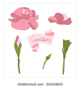 illustration carnation flower spring greeting card summer composition garden beautiful delicate