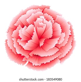 Illustration of a carnation pink flower on a white background